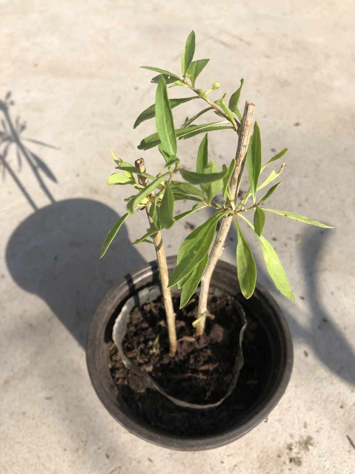 Goji Berry Live Plant Cuttings with Pot – Rooted Lycium Barbarum Start ...