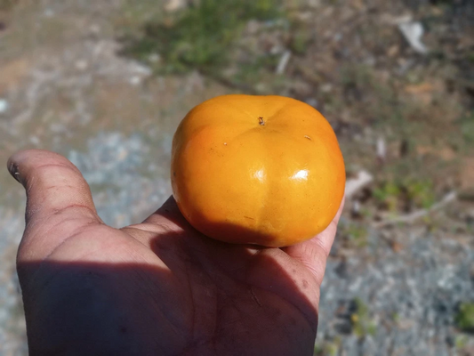 10 Fuyu Persimmon Tree Cuttings Diospyros Kaki Unrooted 8 Inch for Grafting Fruit Tree Planting