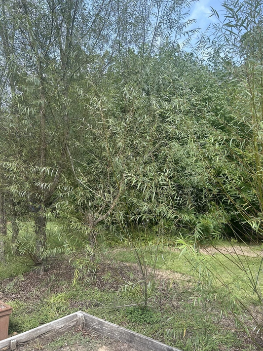 Hybrid Willow Tree Cuttings Unrooted, Salix Live Scions for Propagation and Garden Planting Set of 50