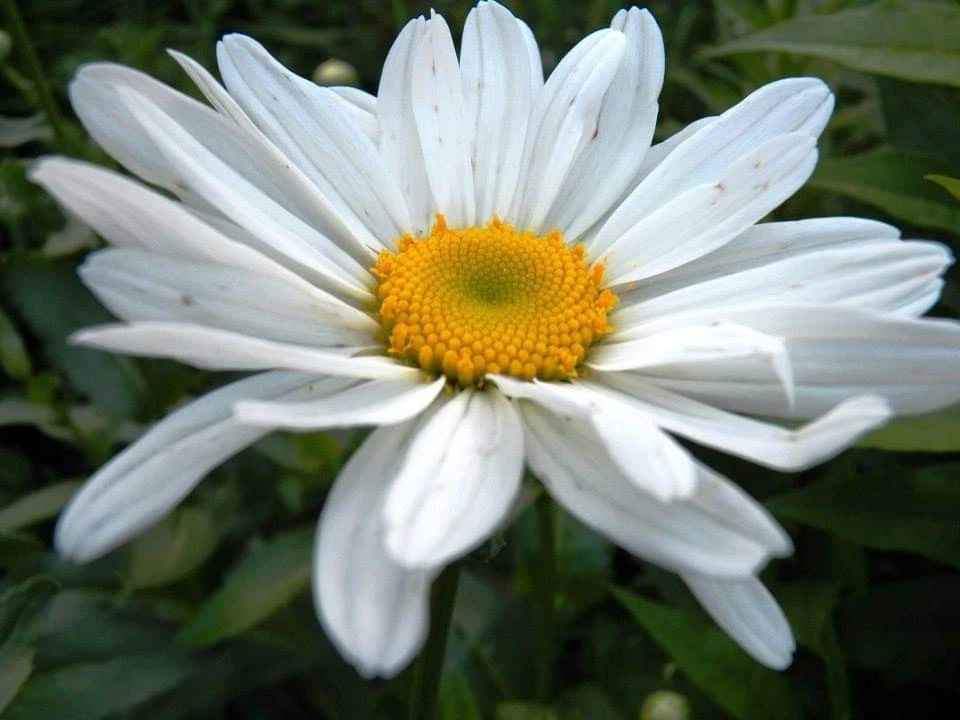 Shasta Daisy Becky Bare Root Live Plant, White Perennial Flower for Ma ...