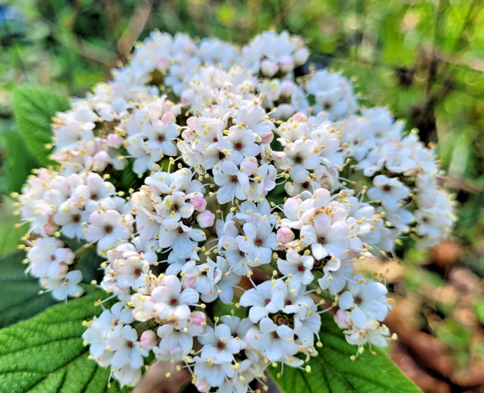 Allegheny Viburnum Cuttings – 4 Unrooted Cuttings, Viburnum x rhytidophylloides Hardy Flowering Shrub for Hedge