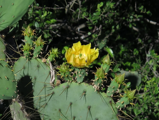 Engelmanns Prickly Pear Cactus Cutting Opuntia Engelmannii Unrooted Pad Segment for Propagation