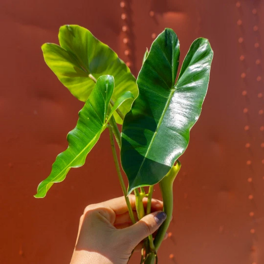 Burle Marx Philodendron Cutting with Air Roots and Multiple Nodes Indoor Outdoor Plant