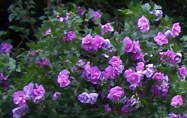 Double Purple Pink Rose of Sharon Cuttings – 10 Unrooted Hibiscus Syriacus Stems, Live Shrub Cuttings Ready to Plant