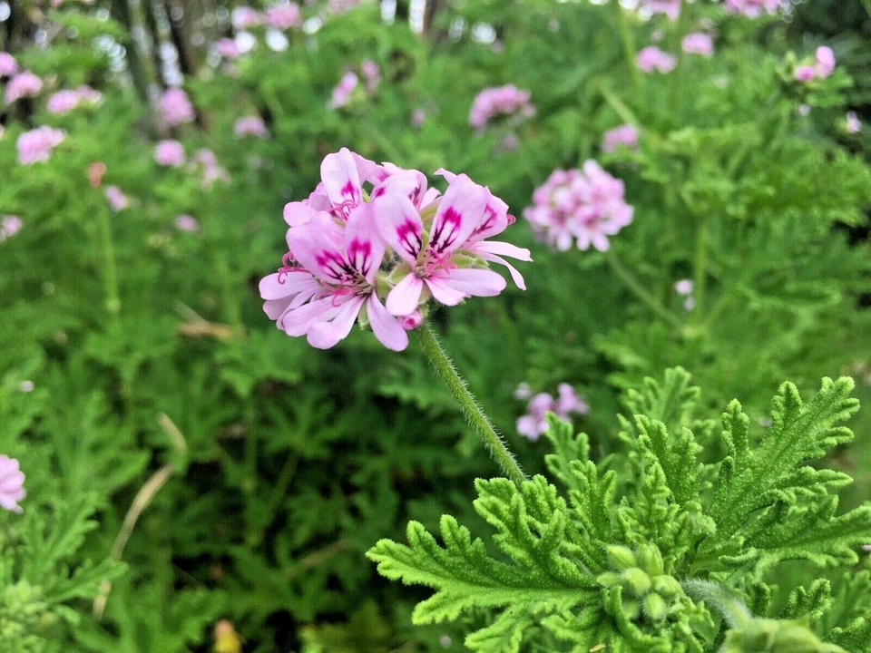 Lemon Scented Geranium Cuttings – 3 Pelargonium Citronella Cuttings wi ...
