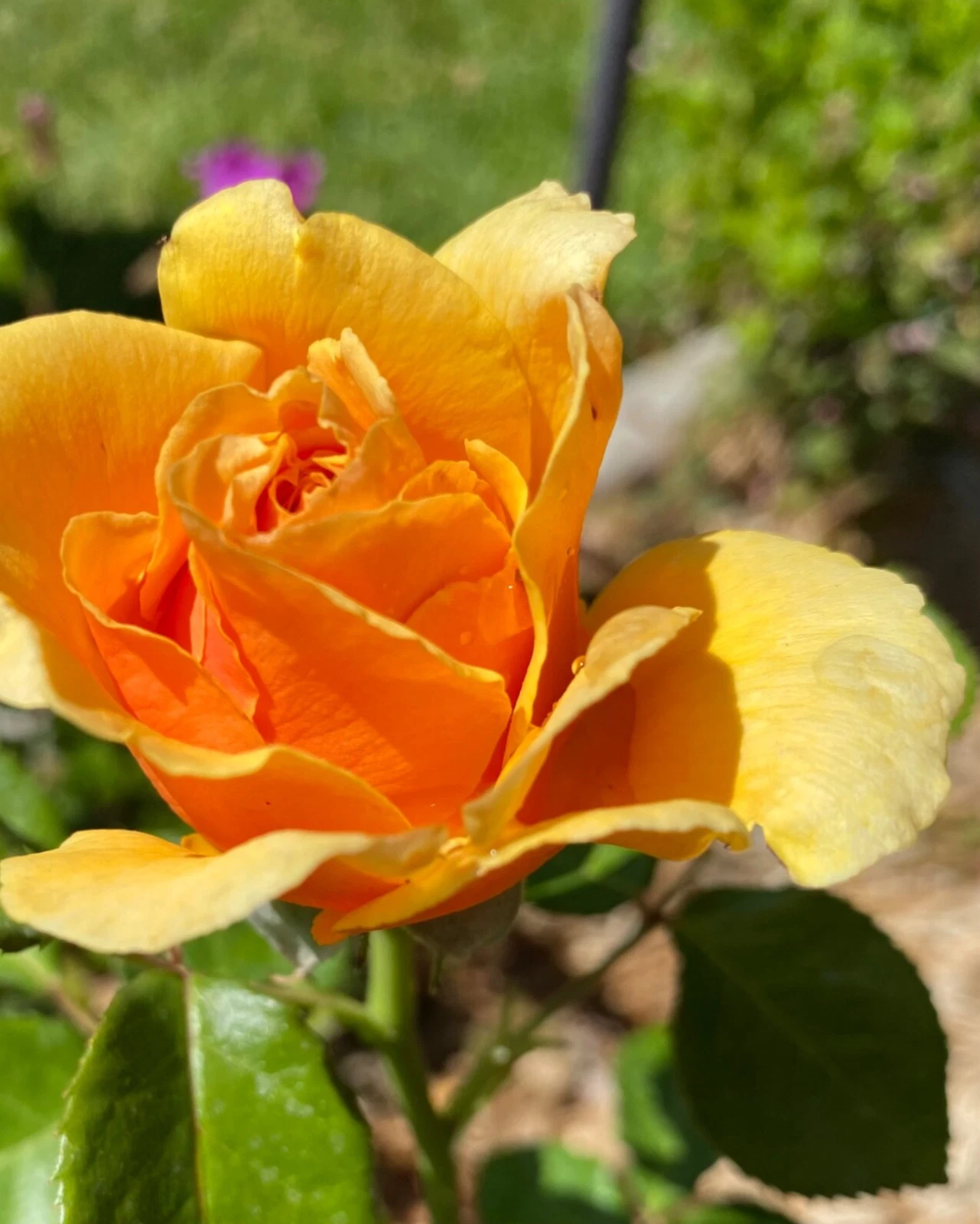 Yellow Apricot Rose Cuttings Unrooted, Rosa Flower Cuttings for Rooting or Grafting Set of 5