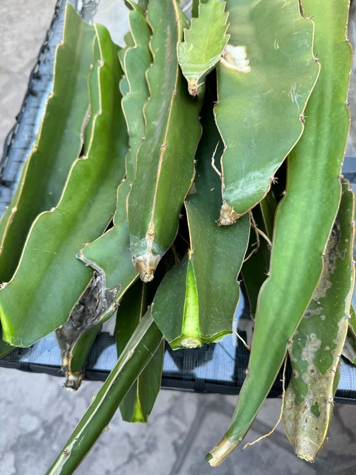 Dragon Fruit Cuttings – 10 Live 8–14 Inch Pitaya Cactus Cuttings for Planting and Propagation