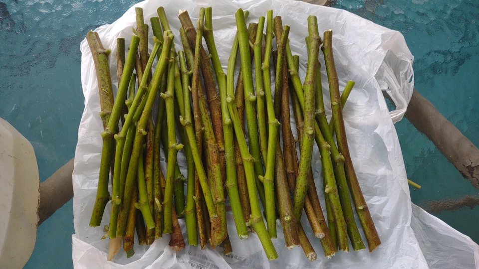 Hardy Chicago Fig Tree Cuttings – 20 Live Unrooted Fig Branches, Ficus Carica Variety for Home Garden Propagation