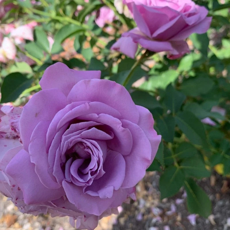 Love Song Rose – 4 Fresh Unrooted Cuttings, 5–8 Inch Stem Pieces for P –  Jayme Garden