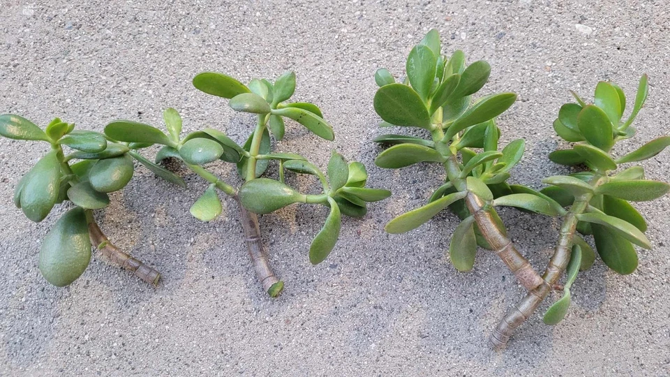 Jade Plant Cuttings – 6 Fresh Crassula Ovata Cuttings Without Roots Ready for Planting