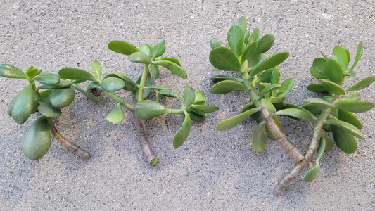 Jade Plant Cuttings – 6 Fresh Crassula Ovata Cuttings Without Roots Ready for Planting
