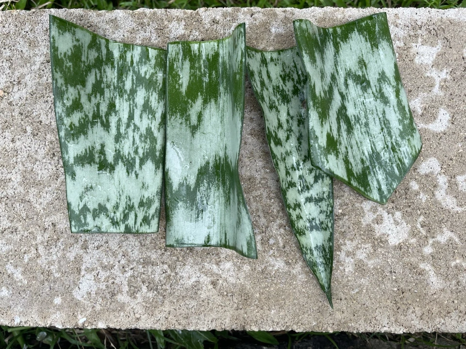 Sansevieria Snake Plant Starter Leaf Cuttings, Dracaena Trifasciata Live Houseplant for Indoor Propagation Set of 6