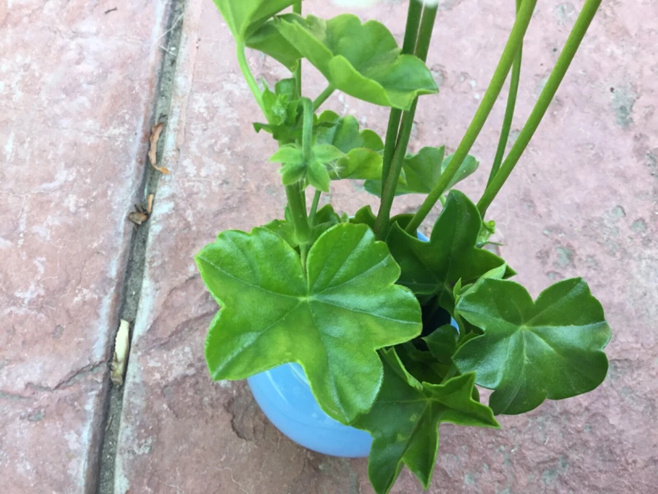 Ivy Geranium Cuttings for Planting – 9 Unrooted Pelargonium peltatum Cuttings, Four Color Mix