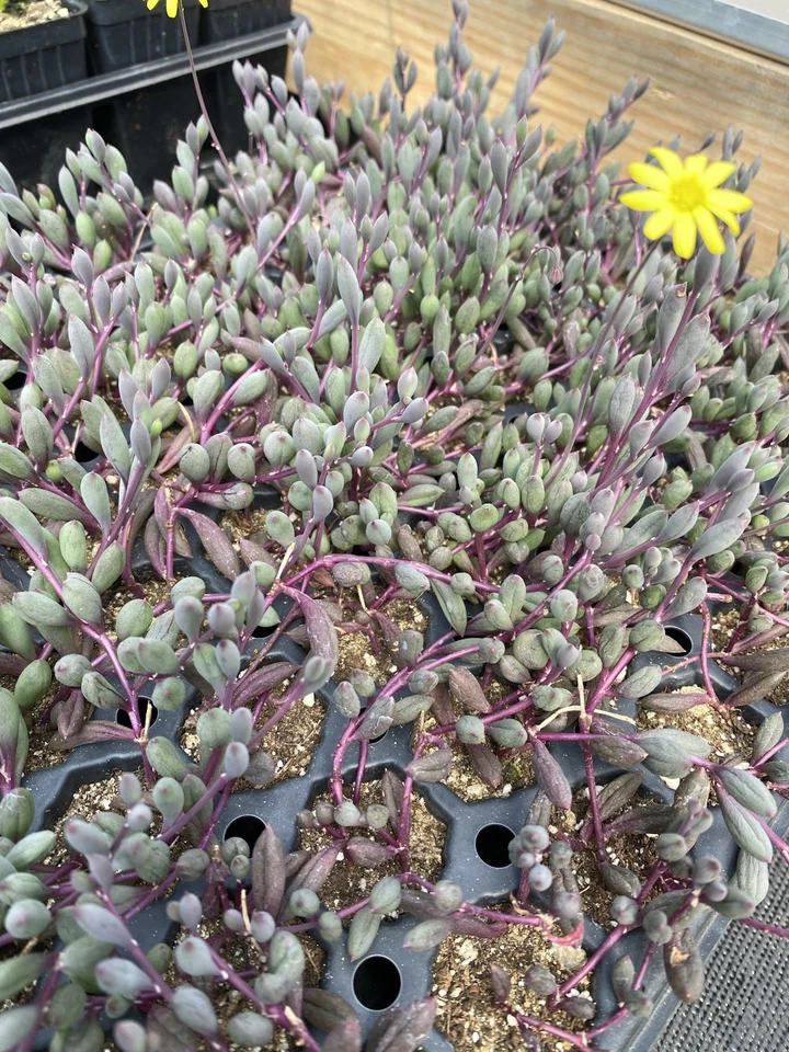 Ruby Necklace Succulent Live Plant Plug Othonna Capensis Trailing Hous ...