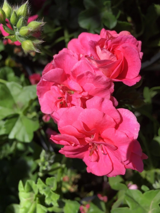 8 Ivy Geranium Cuttings Pelargonium Assorted Colors Live Stems for Rooting Trailing Plant