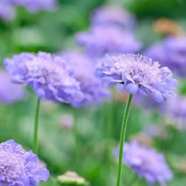 Scabiosa Butterfly Blue Starter Plant Perennial Pincushion Flower Garden Plant