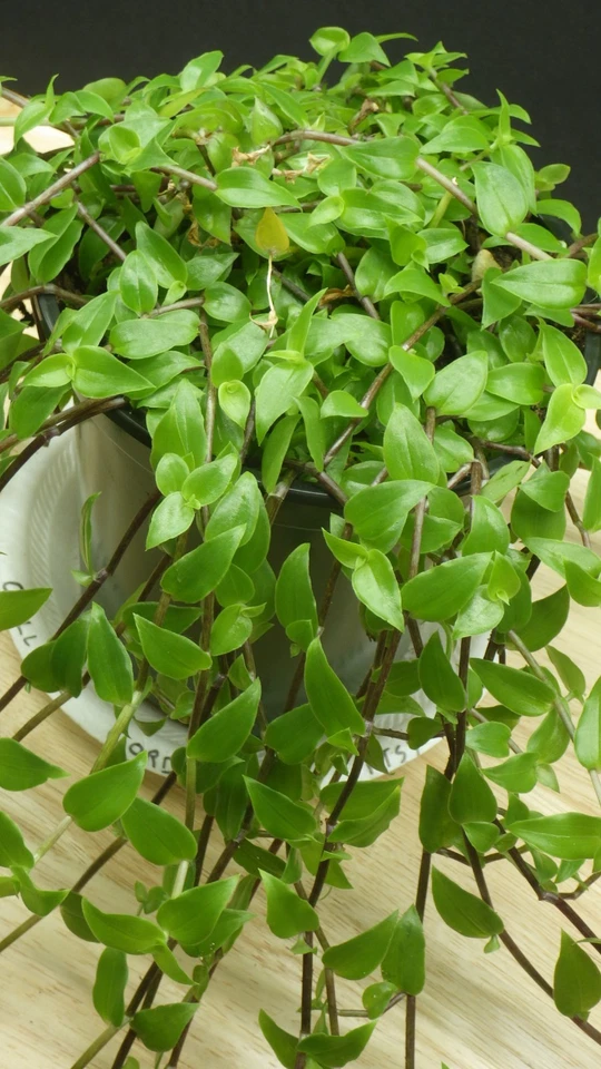 Callisia cordifolia Cuttings – Itsy Bitsy Inch Plant / Speedy Jenny – Fresh Houseplant Cuttings for Propagation