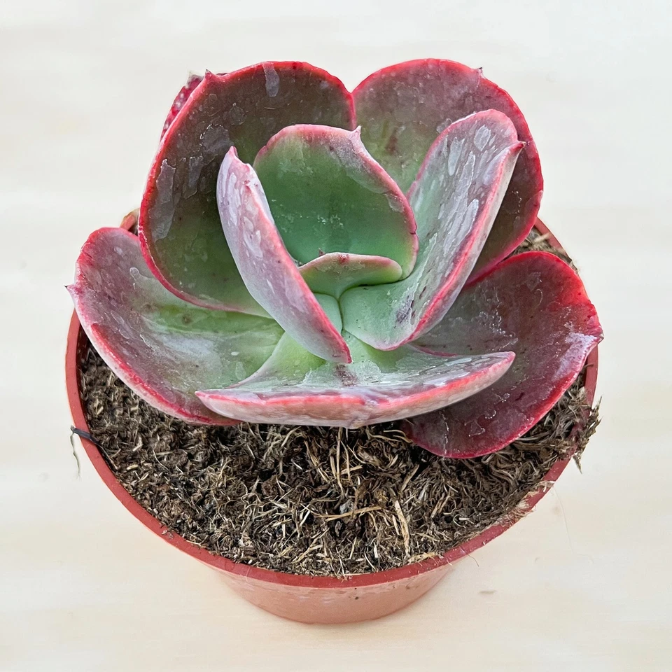 big red succulent Echeveria Big Red Succulent – Live Rooted Plant – 4 Inch Potted Rosett –  Jayme Garden