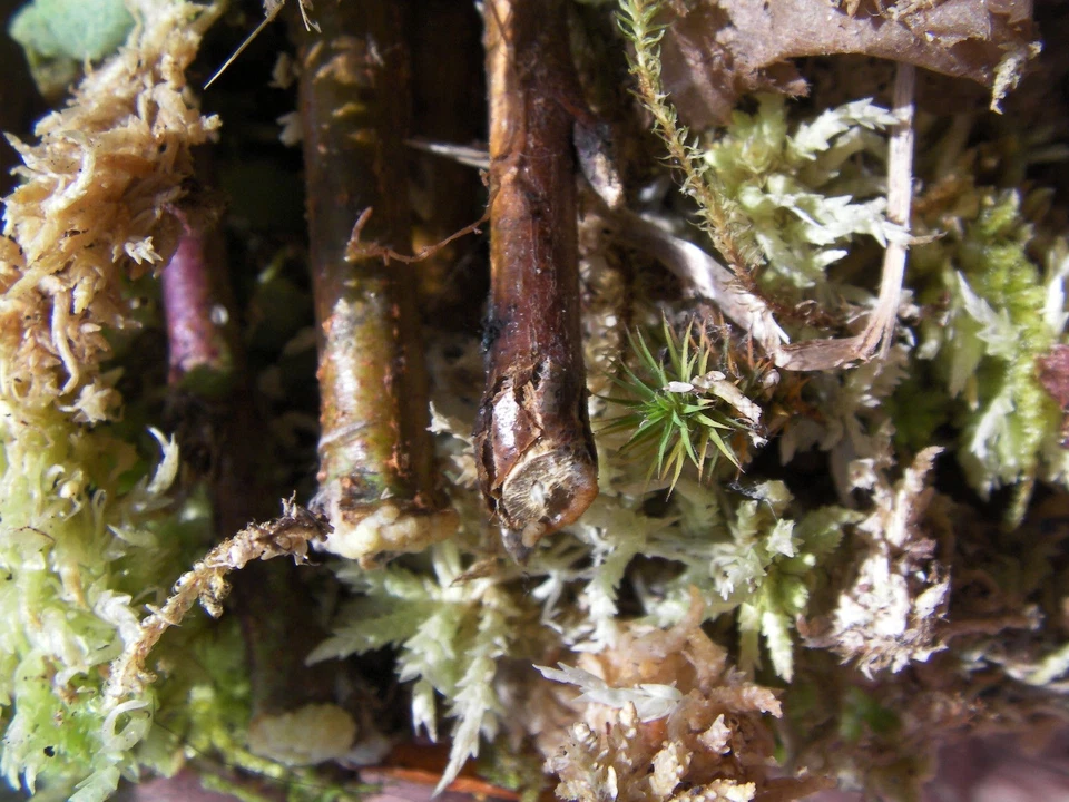 Ginkgo biloba – 12 Fresh Cuttings for Rooting or Grafting – Hardy Ornamental Tree Starter Material