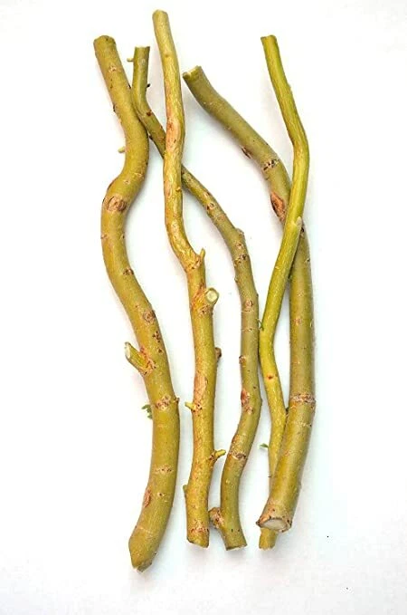 Corkscrew Willow Cuttings – 15 Fresh Unrooted Cuttings 8–12 Inches, Salix matsudana ‘Tortuosa’ for Propagation