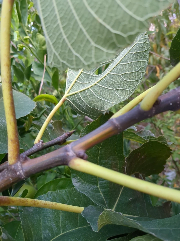 Bordissot Blanca Rimada Fig – 6 Unrooted Ficus carica Cuttings, Premium Variegated Fig Tree Scions for Grafting or Rooting