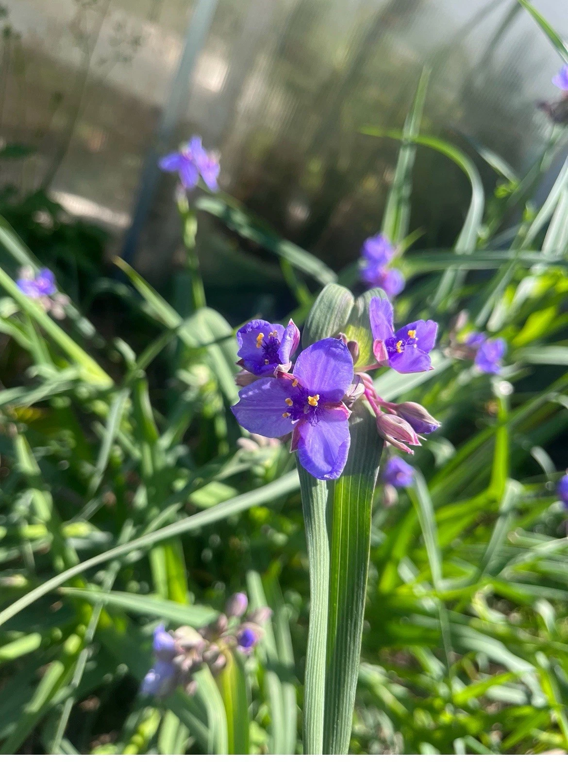 Virginia Spiderwort Cuttings – 12 Unrooted Tradescantia Stem Cuttings, Native Perennial Wildflower for Gardens, Easy Grow Blue-Purple Blooms