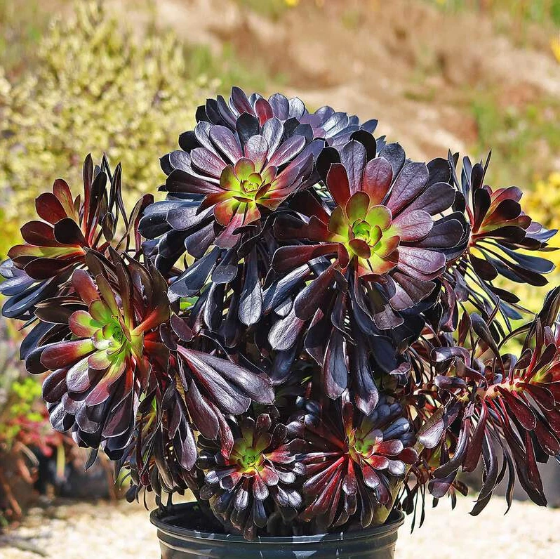 Aeonium ‘Black Rose’ Live Succulent Plant for Planting – 2 Inch Potted Aeonium arboreum Zwartkop