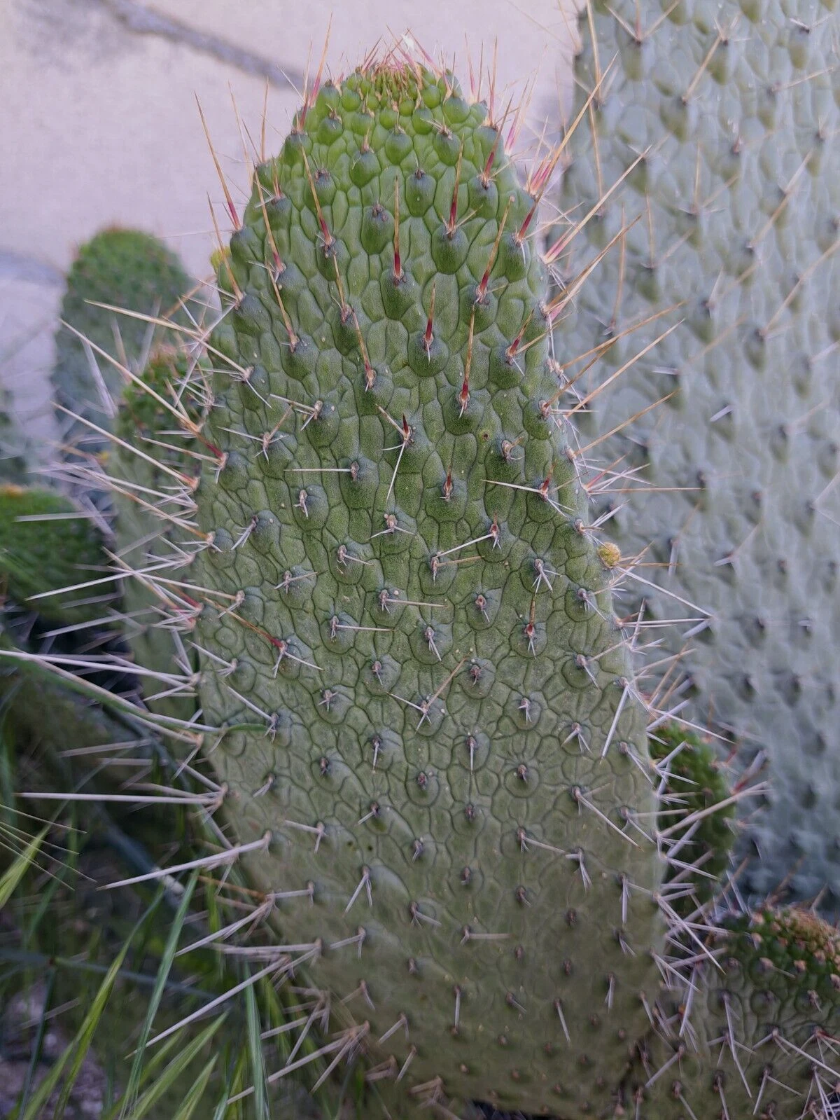 Consolea Moniliformis Unrooted Cactus Cutting 12 Inch – Opuntia Type O ...