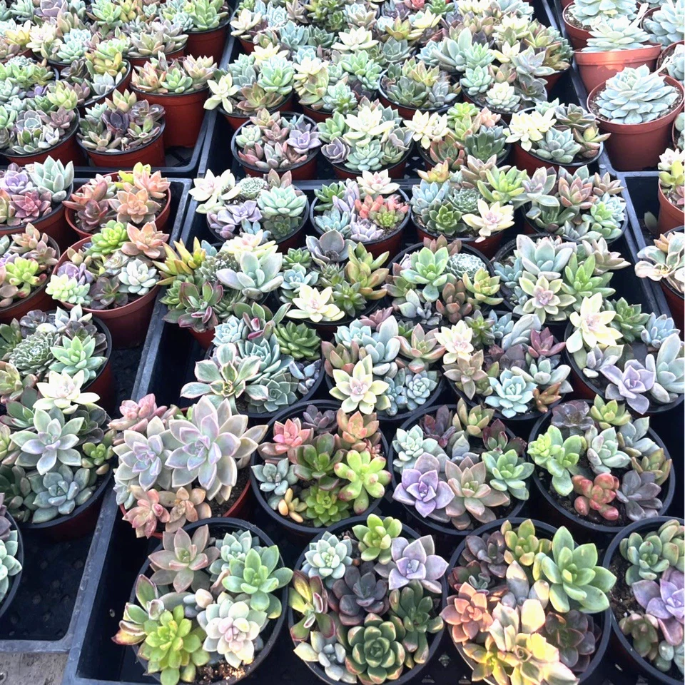 Live Succulent Plants 7 to 9 Count 4 Inch Pot Assorted Indoor Mini Garden Plants