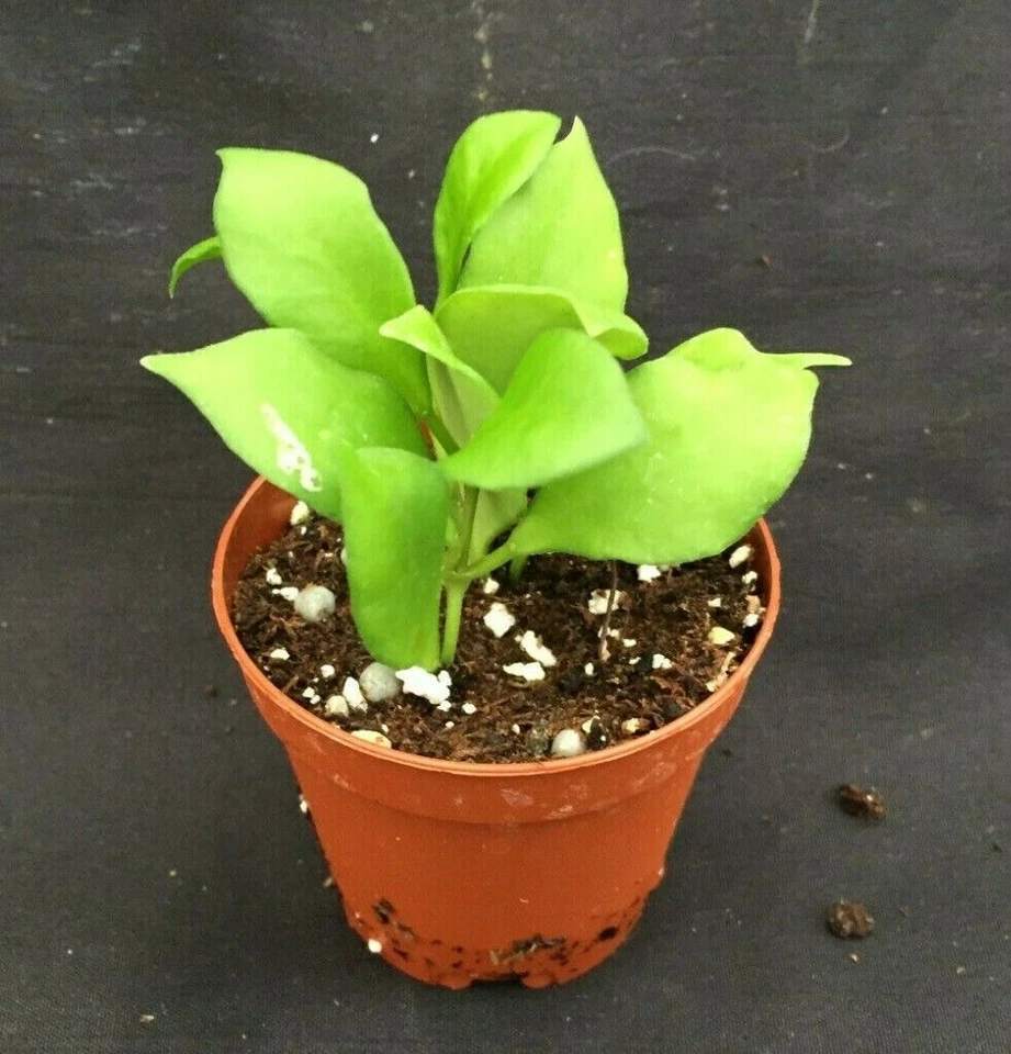 Hoya heuschkeliana Miniature Hoya Plant Two Rooted Plants in 2 Inch Pots