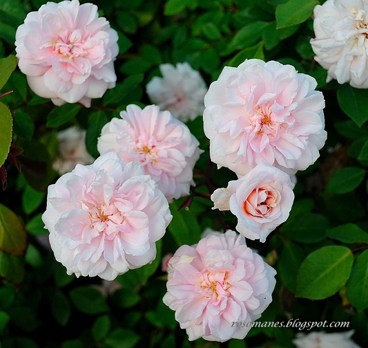 Cecile Brunner Antique Rose Cuttings – 15 Unrooted Rose Cuttings for Propagation and Garden Growing