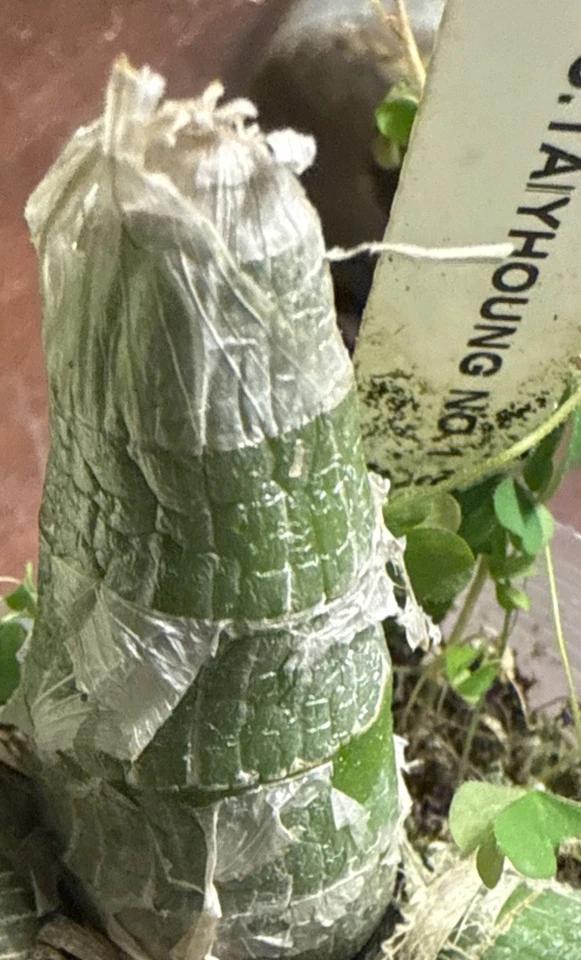 Cyc Root Cyc. Taiyhoung No.1 Orchid Plant – Yellow Rooted Bulb Bare Root Live O ...