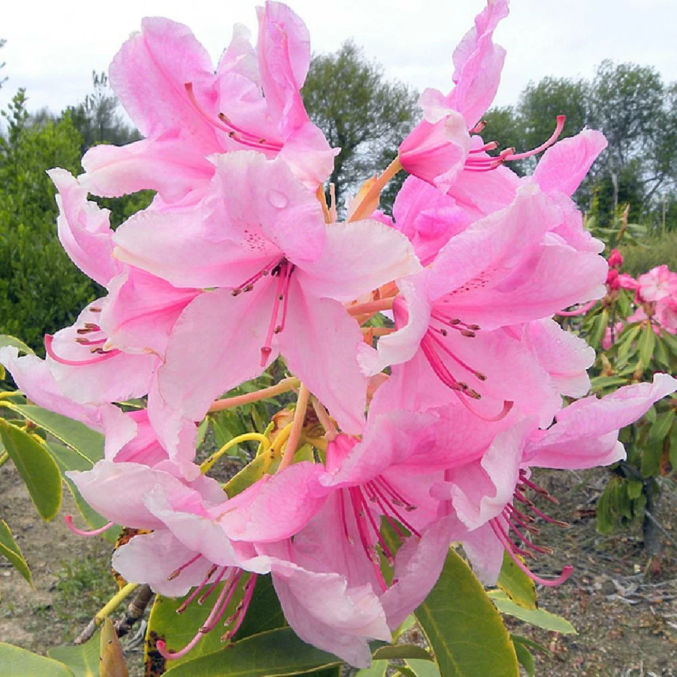 Pink Pearl Azalea Starter Plant – Live Rhododendron Cutting Size Plant –  Jayme Garden