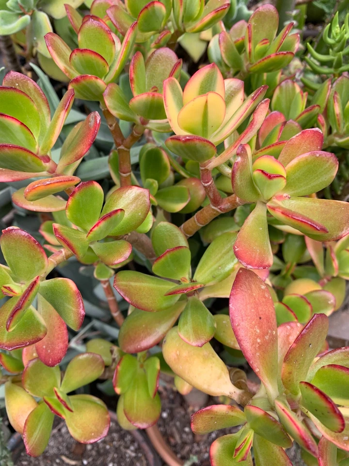 Jade Plant Cuttings for Planting – 8 Fresh Cuttings, 4 Different Varieties, Crassula Succulent Houseplants