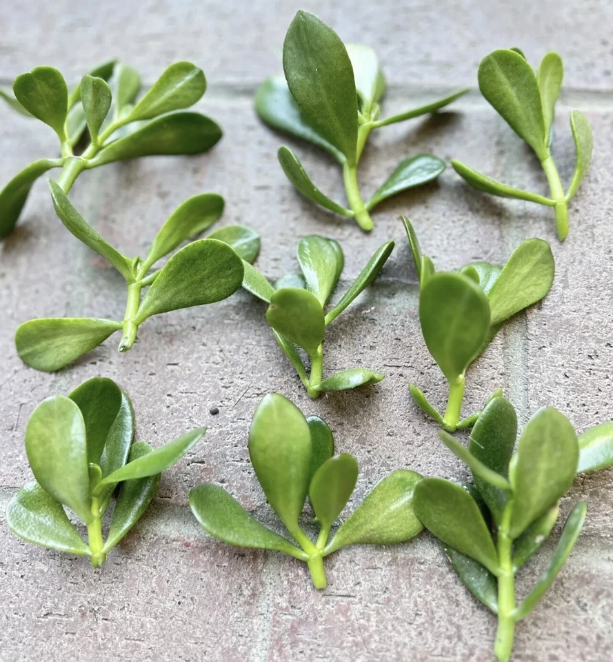 Jade Plant Crassula Ovata Cuttings for Planting – 5 Live Succulent Stems, 3–5 Inch Unrooted Cuttings