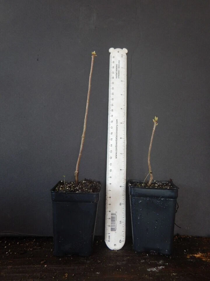 Lemon Lights Azalea Rhododendron Starter Plant – Small Live Hardy Shrub, Aromi Series