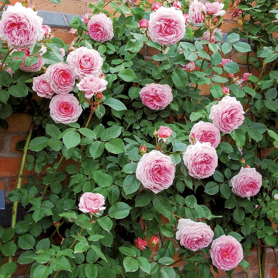 James Galway English Climbing Rose Cuttings – 3 Unrooted Stems 5–8 Inch, Auscrystal Rose for Propagation