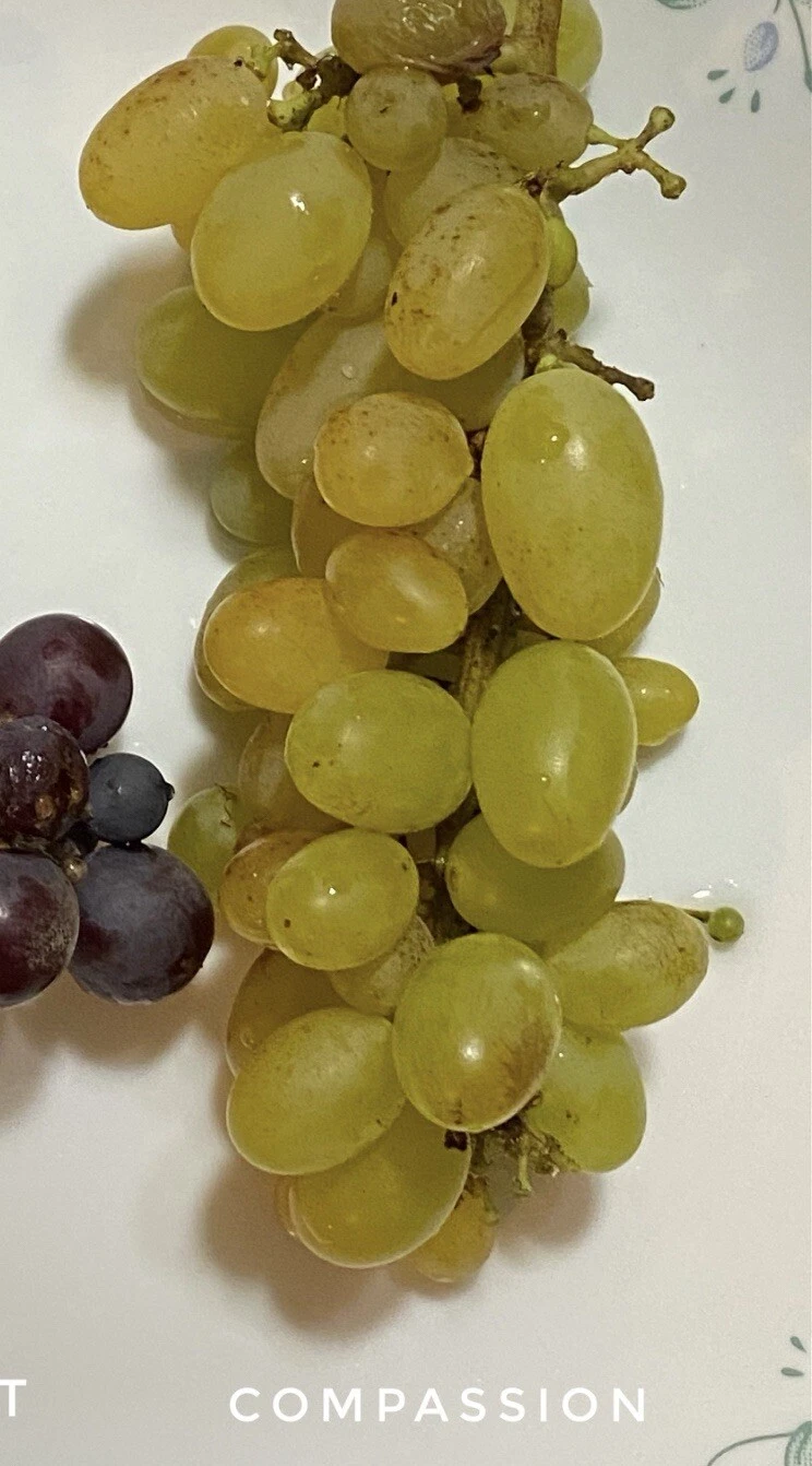 Compassion Grape Cuttings 4 Pieces Unrooted Vitis Vine 2–3 Nodes for Grafting or Rooting