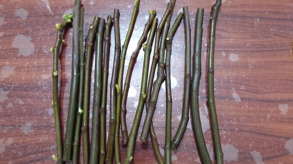 White Kadota Fig Cuttings – 2 Unrooted Ficus carica Cuttings for Propagation, Outdoor Fruit Tree
