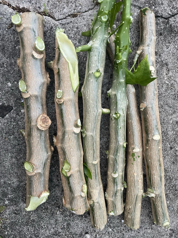 10 Chaya Maya Tree Spinach Cuttings – Cnidoscolus aconitifolius – Fresh Unrooted 6–8 Inch Stems for Planting