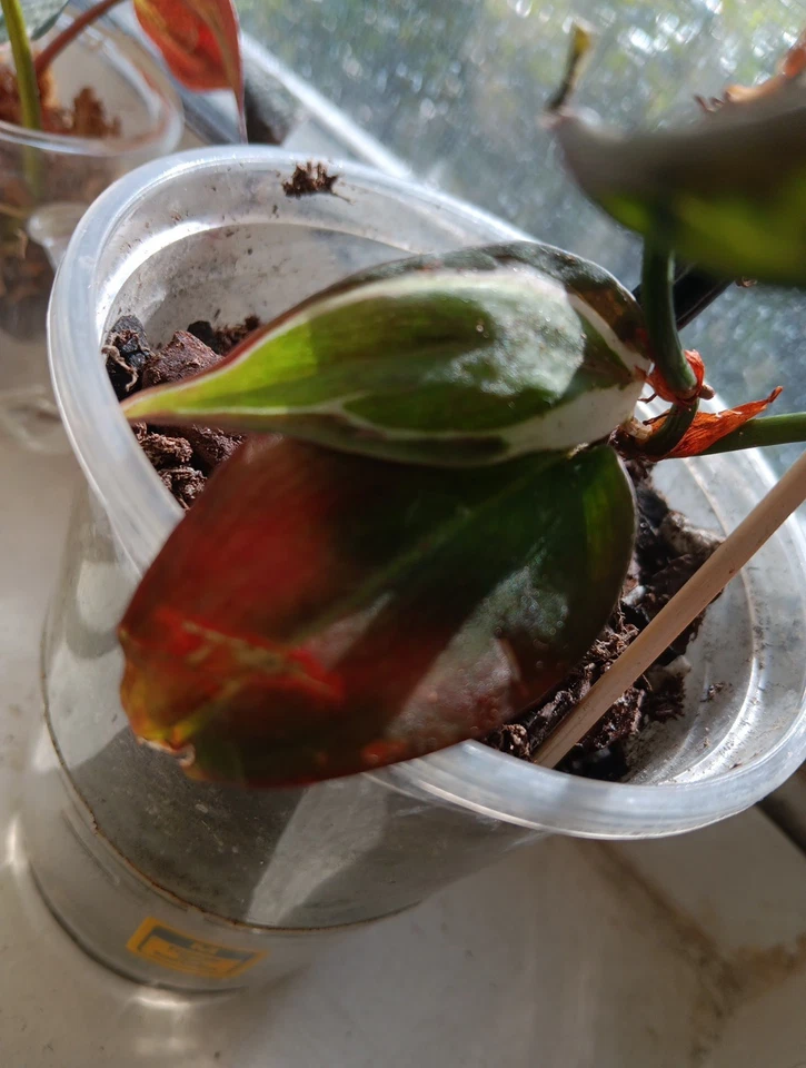 Philodendron Micans Variegated Velvet Halo Cutting – 2 Node Unrooted A –  Jayme Garden