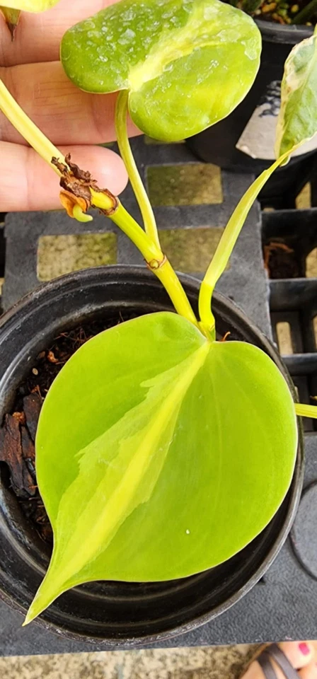 8 pot starfish snake plant Rare Boncel Starfish Snake Plant -Sanseveria- Almost Impossible to Kill main image 1
