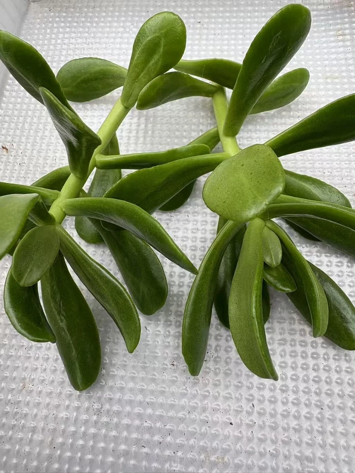 Jade Plant Cuttings for Planting – 5 Fresh Crassula ovata Stems, 4–5 Inch Green Succulent