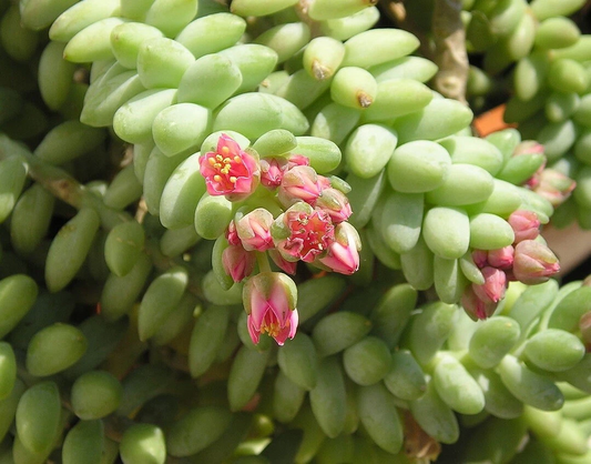 Donkey Tail Succulent Cutting – 4 Inch Sedum Morganianum Unrooted Hanging Succulent for Propagation