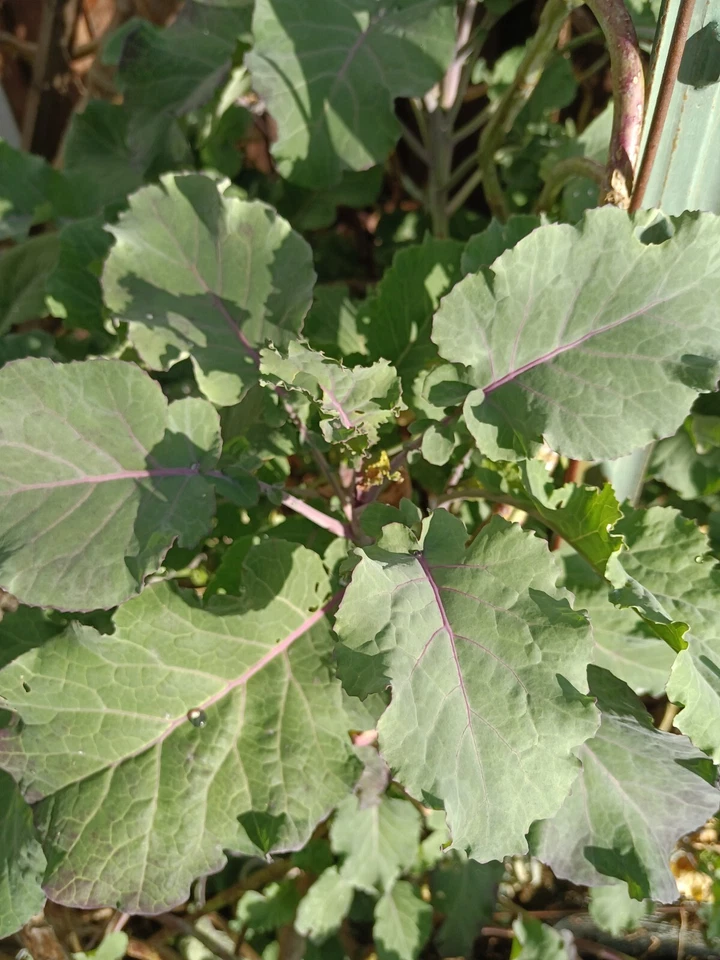 Perennial Purple Tree Kale Cuttings – 2 Live Cuttings, Hardy Leafy Green Brassica for Garden Growing