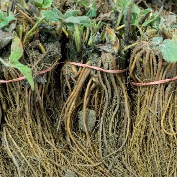 Fort Laramie Everbearing Strawberry Bare Roots – Set of 5 Live Fragaria Plants for Home Garden Planting
