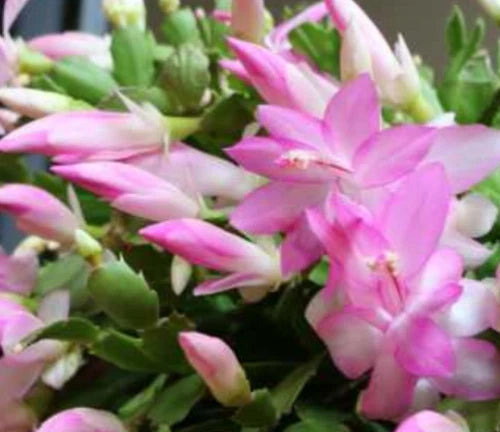 Christmas Cactus Plant 4 Inches Light Pink Zygocactus Live Plant