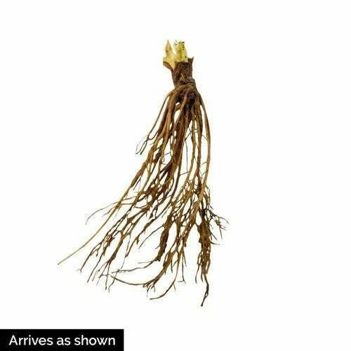 Quinault Everbearing Strawberry Plants (25 Bare Root) – Large Sweet Berries – Cold Hardy, Disease Resistant – Long Harvest Season