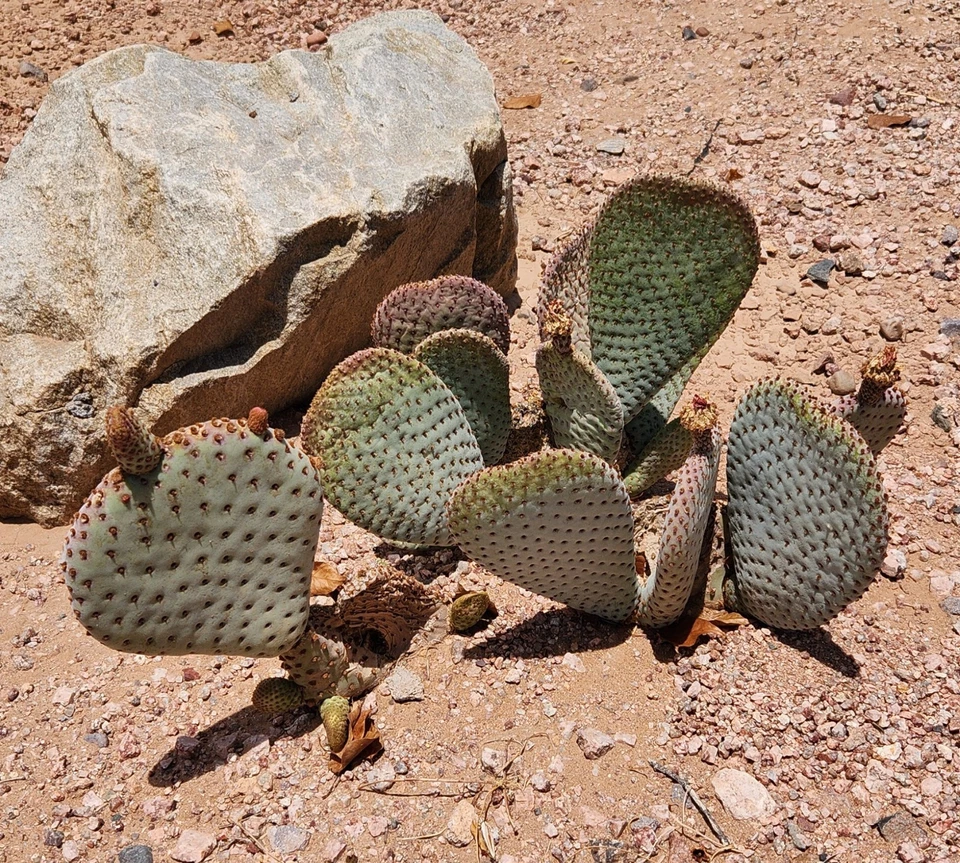 Opuntia Basilaris Beavertail Prickly Pear Cactus Pad Cutting Unrooted ...