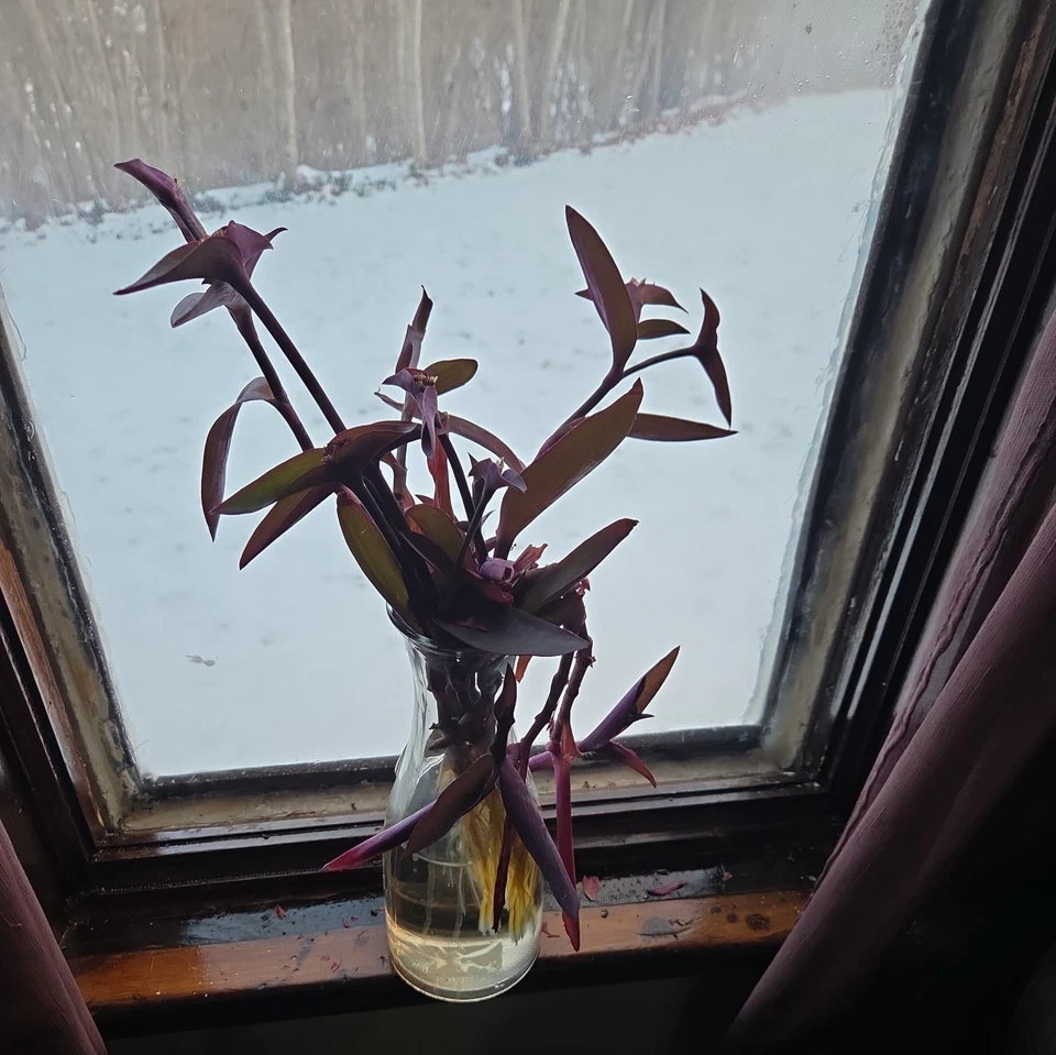 Purple Heart Plant Cuttings – 10 Live Tradescantia Pallida Cuttings, Purple Foliage Trailing Houseplant